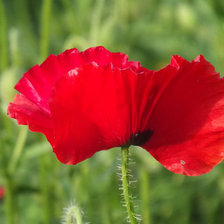 Схема вышивки «Мак»