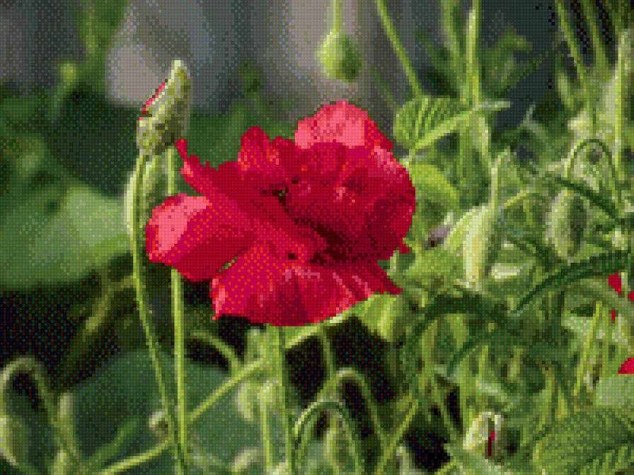 Мак - предпросмотр