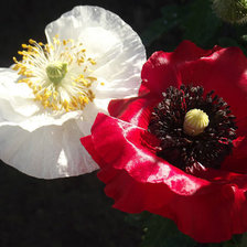 Схема вышивки «Красное и белое»