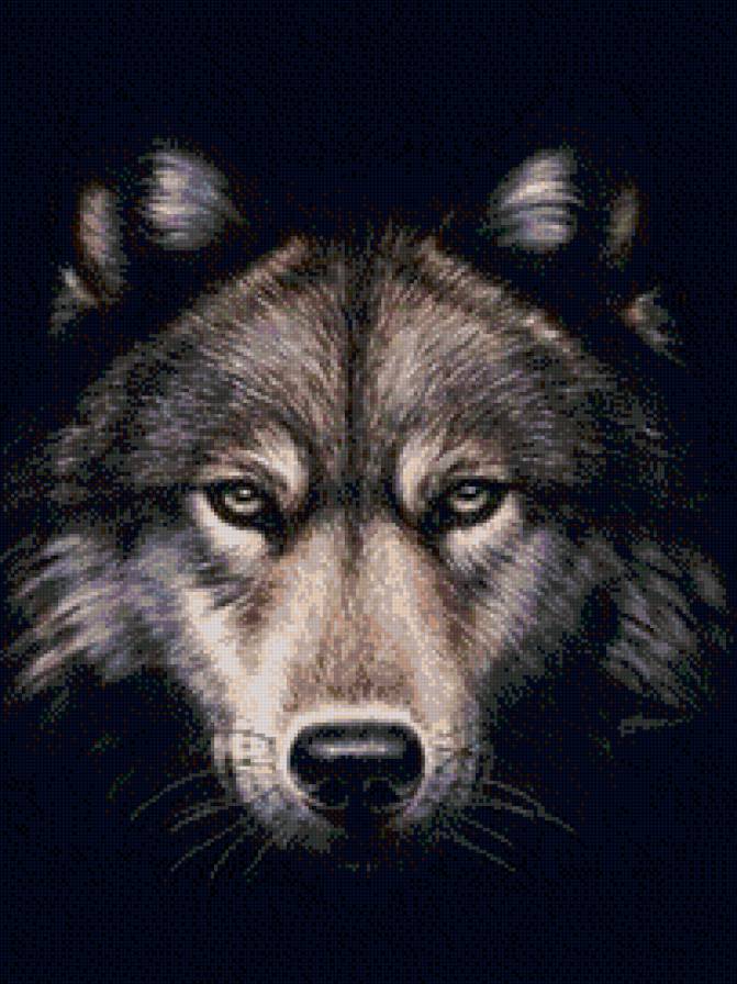 в темноте - дикие животные, волк - предпросмотр