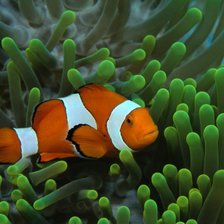 Схема вышивки «Рыбка»