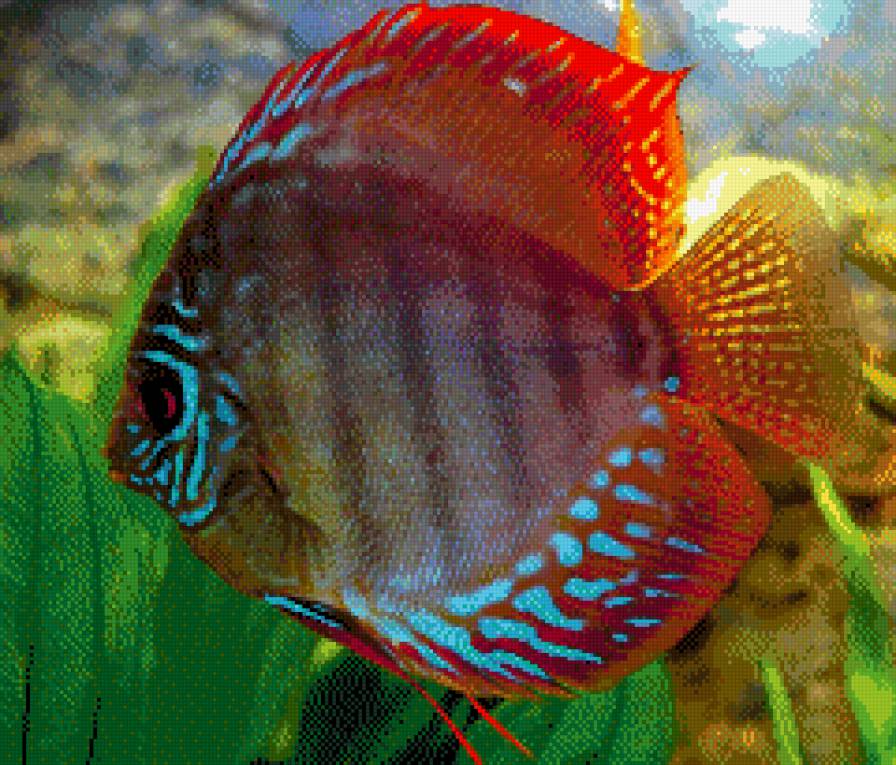 Рыбка - предпросмотр