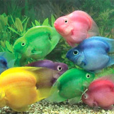 Схема вышивки «Стая рыб»