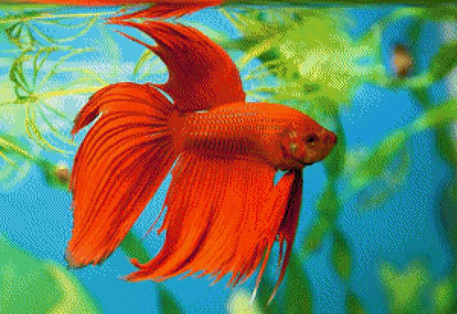 В аквариуме - аквариум, золотая рыбка - предпросмотр