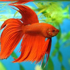 Схема вышивки «В аквариуме»