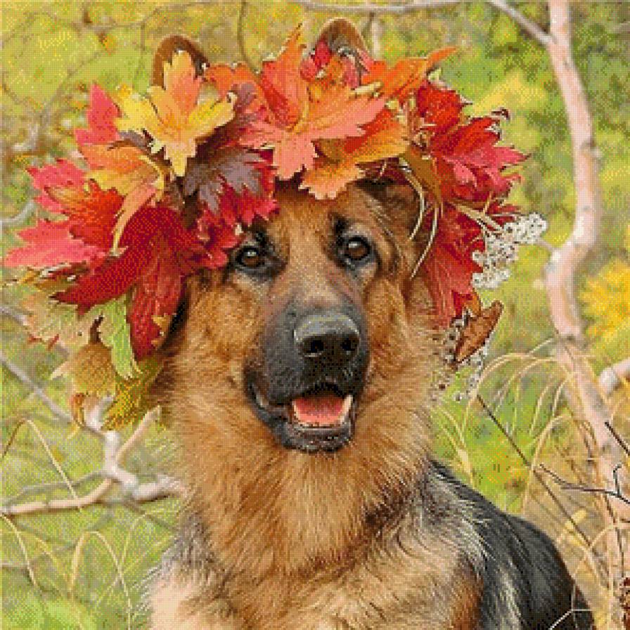 Мисс  Осень - собака, венок. осень, овчарка - предпросмотр