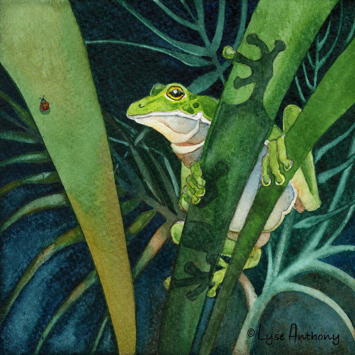 лягушка - джунгли, лягушка, картины - оригинал