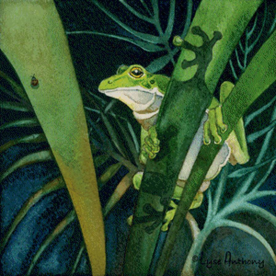 лягушка - картины, джунгли, лягушка - предпросмотр