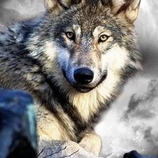 Схема вышивки «волк»