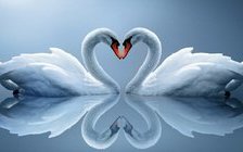 Схема вышивки «лебёдушки»