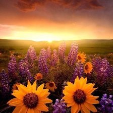 Схема вышивки «Закат»