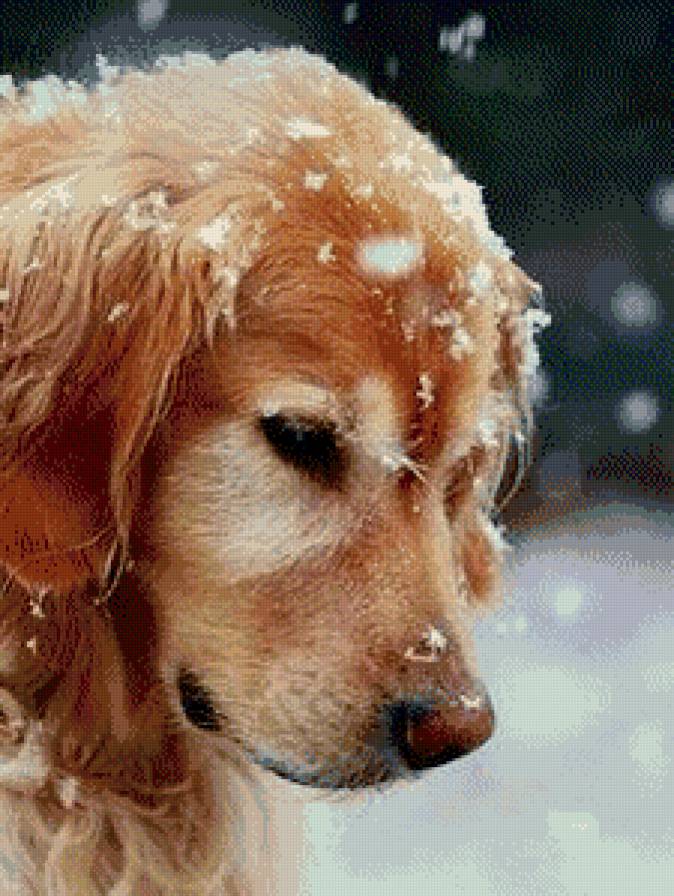 собака - зима, снег - предпросмотр