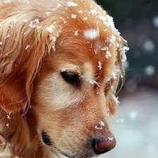 Схема вышивки «собака»