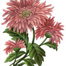 Схема вышивки «кризантема»