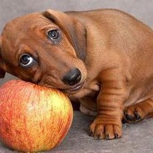 Схема вышивки «Такса»