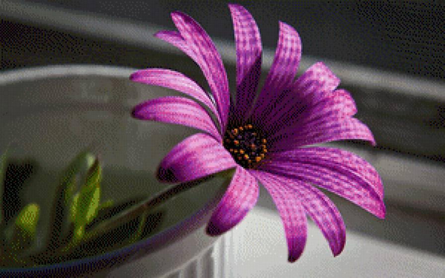 Цветок - предпросмотр