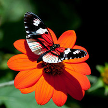 Схема вышивки «бабочка»