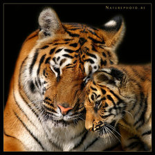 материнская любовь