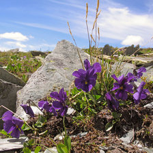 Схема вышивки «Горный Алтай»