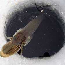 Схема вышивки «Отпусти меня Емеля..»