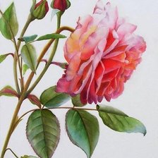 Схема вышивки «Роза_1»