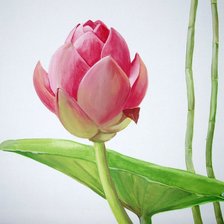 Схема вышивки «Лотос»