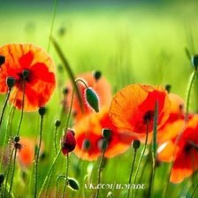 Схема вышивки «маки»