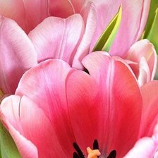 Схема вышивки «цветы»