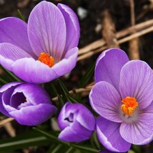 крокусы