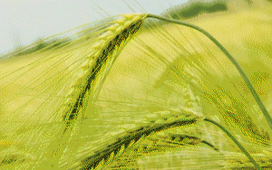 колос - зеленое, поле, колос - предпросмотр