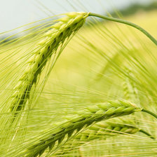 Схема вышивки «колос»