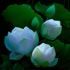 Схема вышивки «Лотос.»