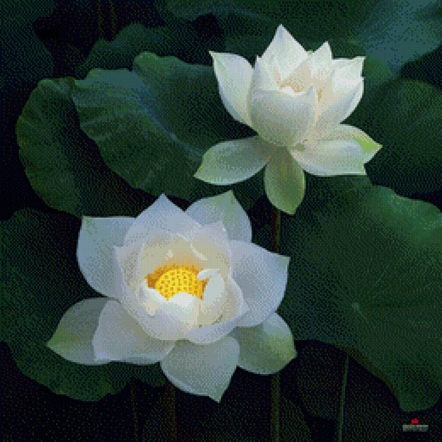 Лотос.2 - цветок, лотос - предпросмотр