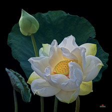 Схема вышивки «Лотос.3»