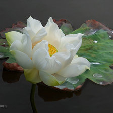 Схема вышивки «Лотос.5»