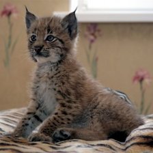 Схема вышивки «животные»