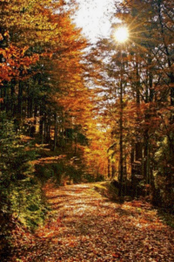 №736527 - лес, пейзаж, осень, природа - предпросмотр