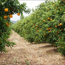 Схема вышивки «Апельсиновый сад 2»