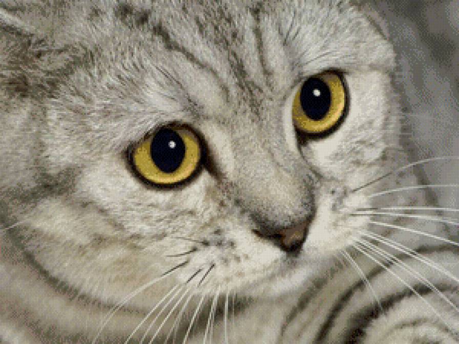 Пушистик - кот, британец, кошки - предпросмотр