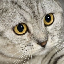 Схема вышивки «Пушистик»