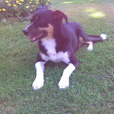 Схема вышивки «Robi»