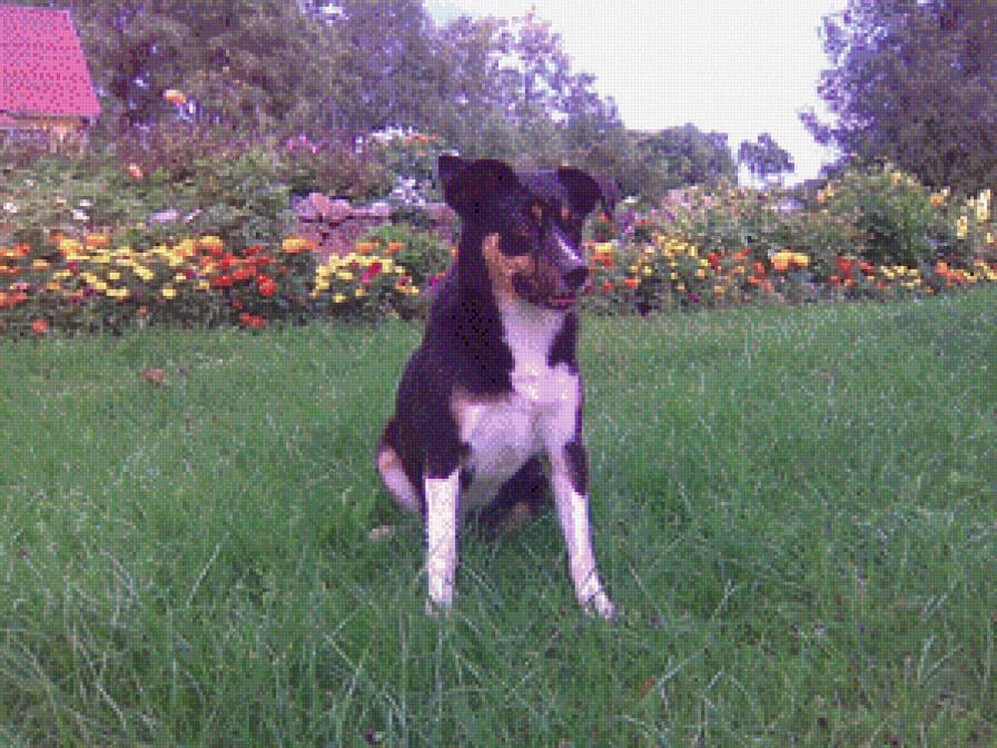 Robi - предпросмотр