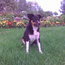 Схема вышивки «Robi»