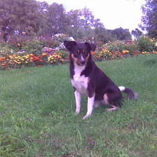 Схема вышивки «Robi»