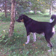 Схема вышивки «Robi»