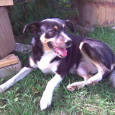 Схема вышивки «Robi»