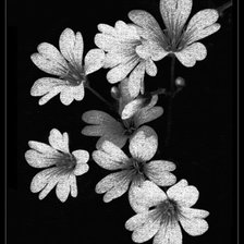 Схема вышивки «№736837»