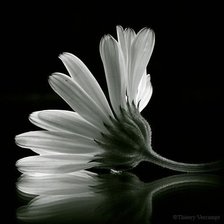 Схема вышивки «№736875»