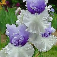 Схема вышивки «Ирис»