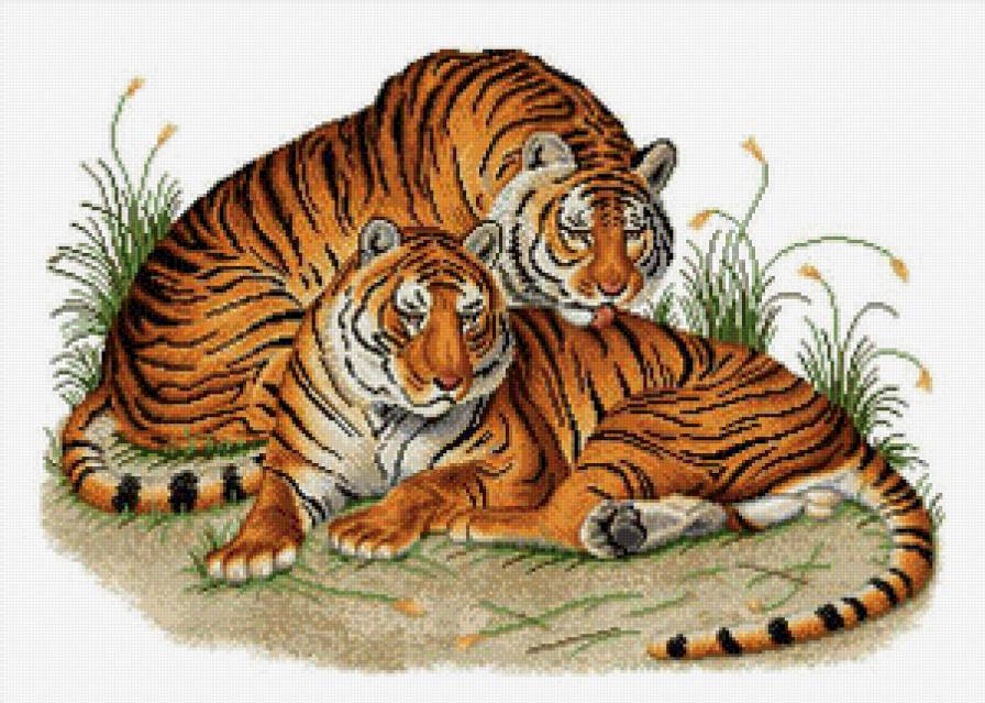 Тигры - звери - предпросмотр